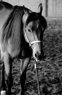 Horse standing in ranch