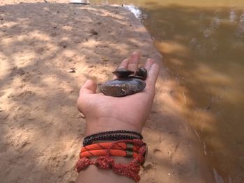 Cropped hand of woman holding mussels on sand at beach