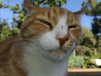 Close-up of cat on tree