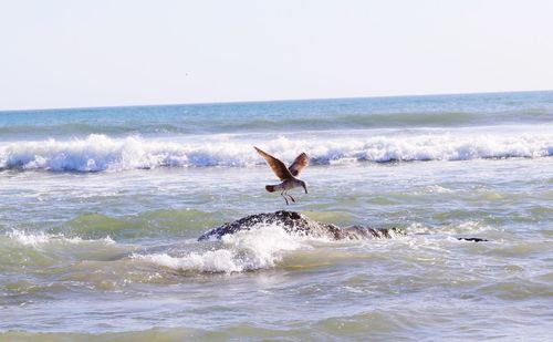 View of seagull on beach