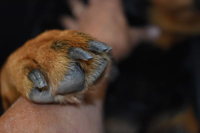 Close-up of a hand