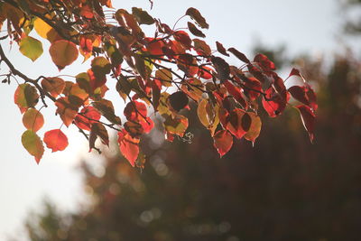 Close-up of red leaves