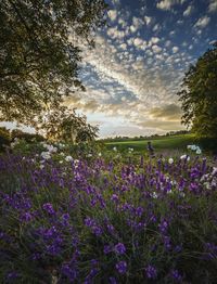 Purple flowers growing on field against sky