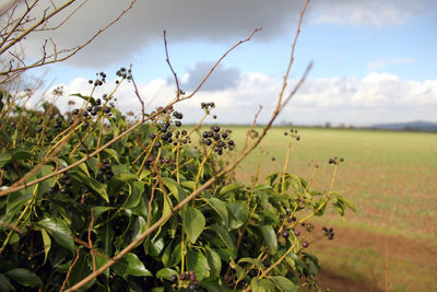 Close-up of plants growing on field