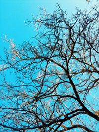 Low angle view of bare tree against blue sky