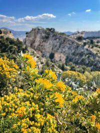 Yellow flowering plants on field against sky