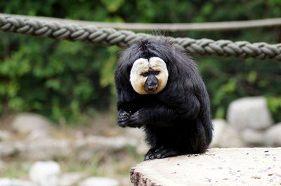 Monkey sitting in a zoo