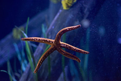 Starfish on wood at the bottom of the sea, colorful, beautiful, many colors