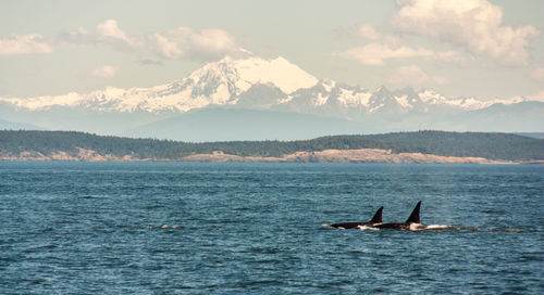 Whales swimming in sea