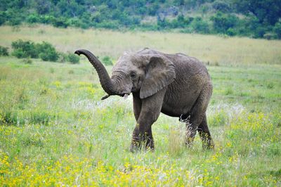 Elephant calf walking on field at pilanesberg game reserve