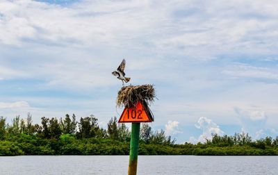 Osprey bird on wooden post by lake against sky