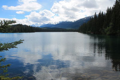 Scenic view of lake in forest