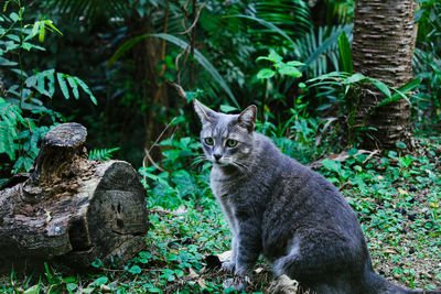 Cat in the forest