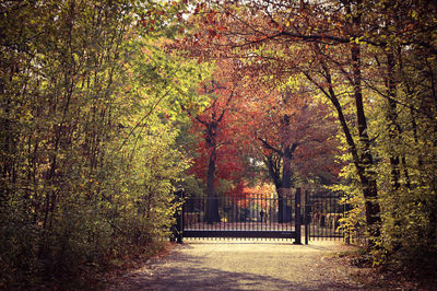 Trees in park during autumn