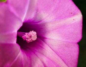 Macro shot of pink flower