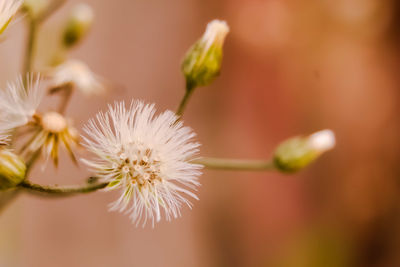 Close-up of white flowering plant