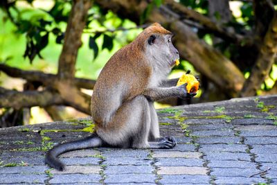 Close-up of monkey sitting on tree
