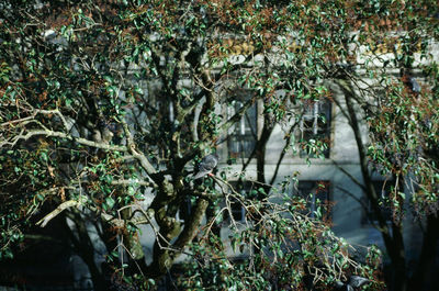 Trees growing in forest