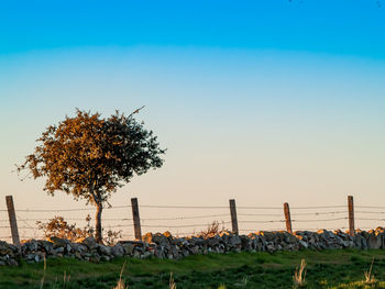 Tree on field against clear sky