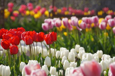 Close-up of red tulips in field