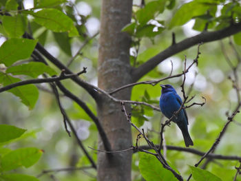 Low angle view of bird perching on branch