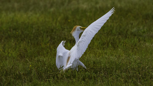 Seagull flying over a field