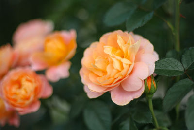 Close-up of orange flowering plant