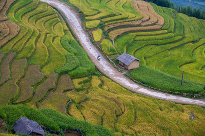 Scenic view of rice field