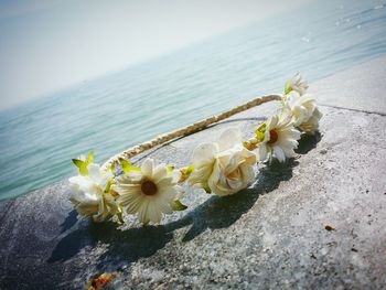 Close-up of white flowers by sea against sky