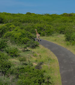 Giraffe in the nature reserve in hluhluwe national park south africa