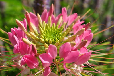 Close-up of pink flowers