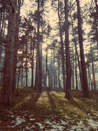 Trees in forest