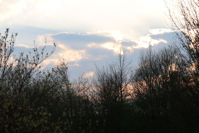 Silhouette trees against sky during sunset