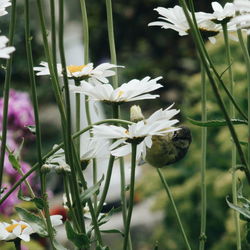 Close-up of white flowers blooming outdoors