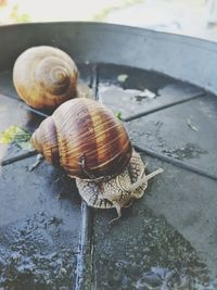 Close-up of snail