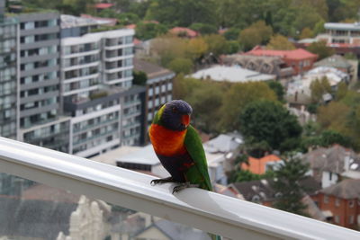 Bird perching on a railing