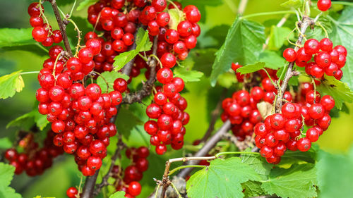 Close-up of red berries growing on tree