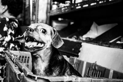 Close-up of dog sitting outdoors