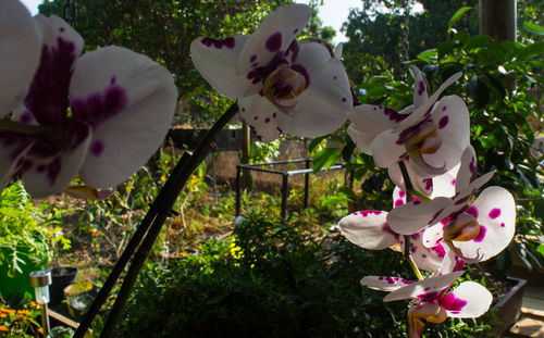 Close-up of pink flowers blooming on tree