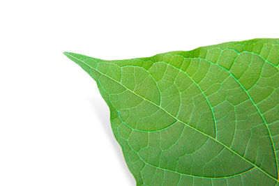 Close-up of green leaves against white background