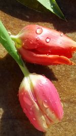 Close-up of wet red flower