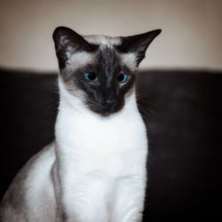 Close-up portrait of cat sitting at home