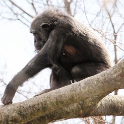 Low angle view of monkey sitting on tree