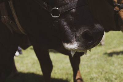 Close-up of a horse on field