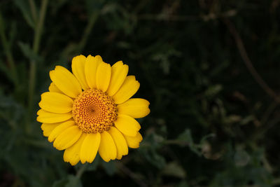 Close-up of yellow flower