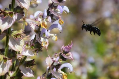 Close-up of bee pollinating on purple flower