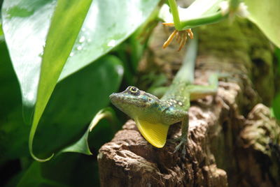 Close-up of lizard on tree