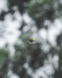 Close-up of spider on web