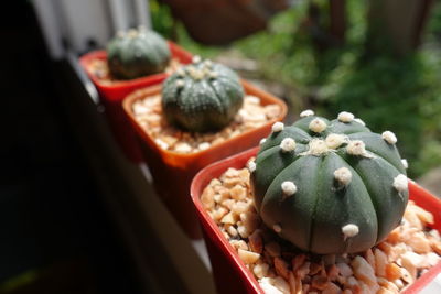 High angle view of potted plants