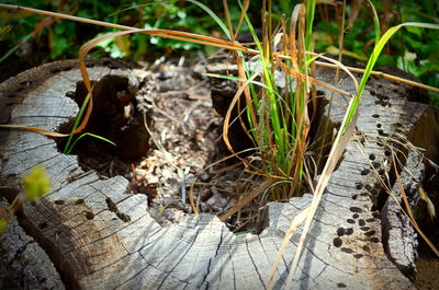 Close-up of bird perching on wood
